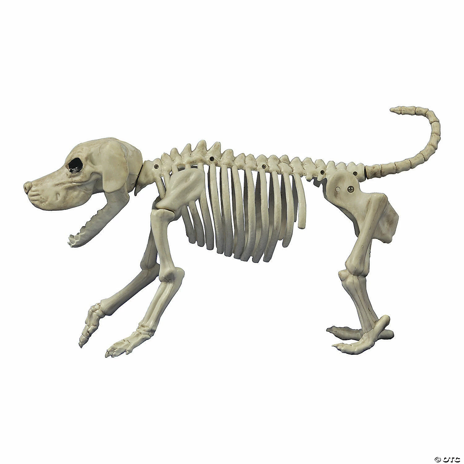 Beagle Bonez Dog Skeleton Halloween Decoration 1 Beagle Bonez Dog Skeleton Halloween Decoration