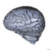 Grey Human Brain Halloween Decoration