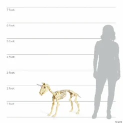 Unicorn Skeleton Halloween Decoration 7 Unicorn Skeleton Halloween Decoration -Halloween Decorations Shop unicorn skeleton halloween decoration13846818 a02